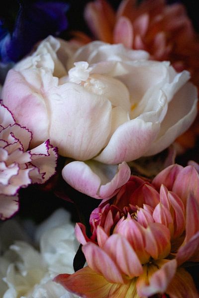 Flowers as still life by Moniek Kuipers