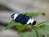 Tropische vlinder 2