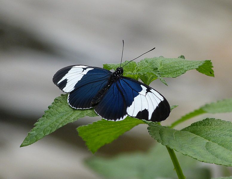 Tropische vlinder 2 by Jonathan Kremer