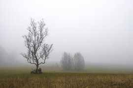 Brouillard dans la réserve naturelle d'Irndorfer Hardt dans le parc naturel du Haut-Danube - Bade-Wurtemberg sur BlattArt - Christine Horn