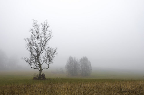 Mist in het natuurreservaat Irndorfer Hardt in het natuurpark Opper-Donau - Baden-Württemberg