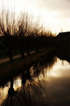 Willows along the waterfront