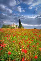 Poppy field with Finca in Mallorca