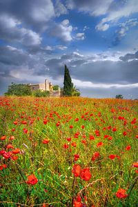 Mohnblumen Feld mit Finca auf Mallorca im Sommer