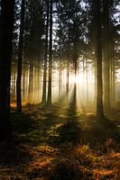 Forêt Beetsterzwaag