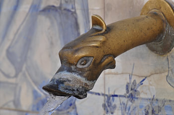 Grifo