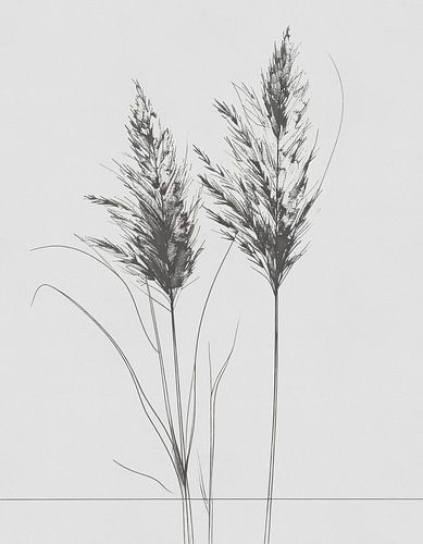 Minimal art - lijntekening siergras 02