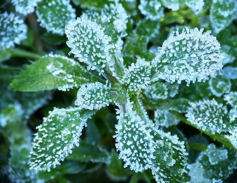 Frosties on Leaves by Caroline Lichthart