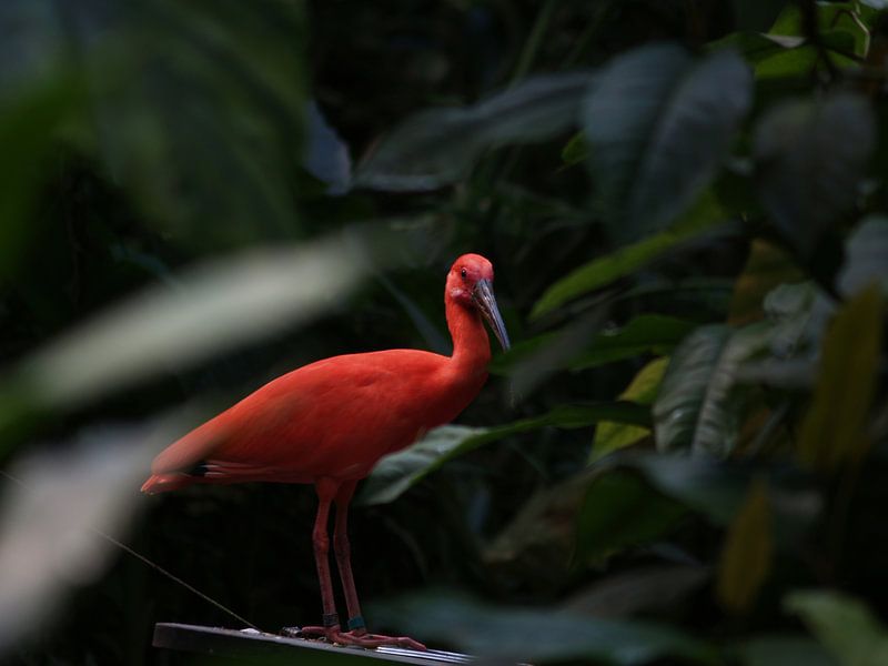 Roter Ibis im Regenwald (Burgers' Zoo) von Kim Trouwborst