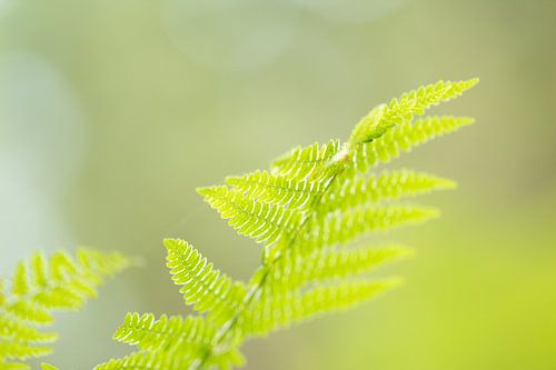 Groen blad van de varen in de late zomerzon