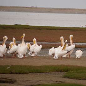 Pelikanen in de baai von Erna Haarsma-Hoogterp