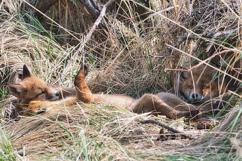 Vossen 3 welpjes spelen