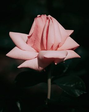 Roze roos van Saskia Schotanus