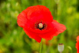 Leuchtend roter Mohn in zartem Grün