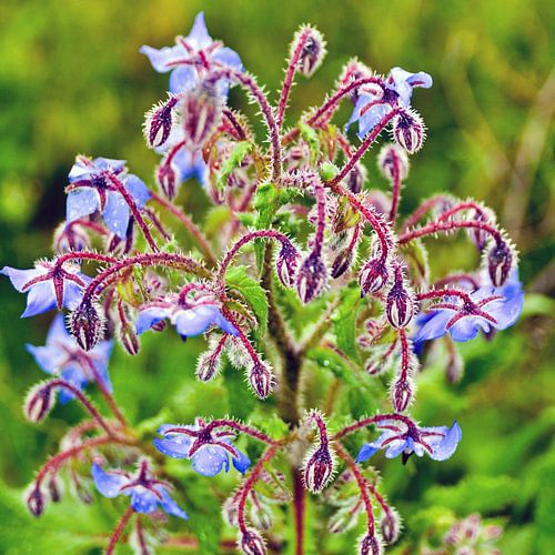 Wild, blue-flowering borage on the island of Sicily 