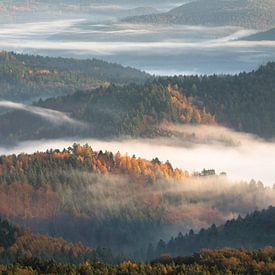 Une atmosphère pittoresque dans la belle forêt du Palatinat sur Anselm Ziegler Photography