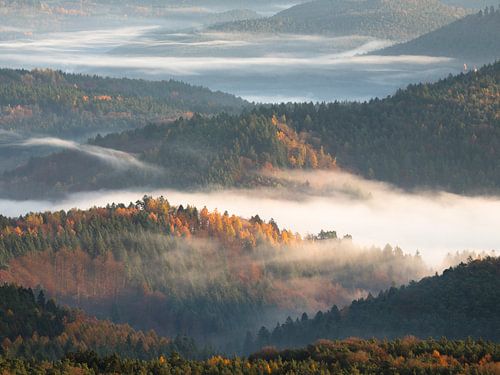 Picturesque atmosphere in the beautiful Palatinate Forest
