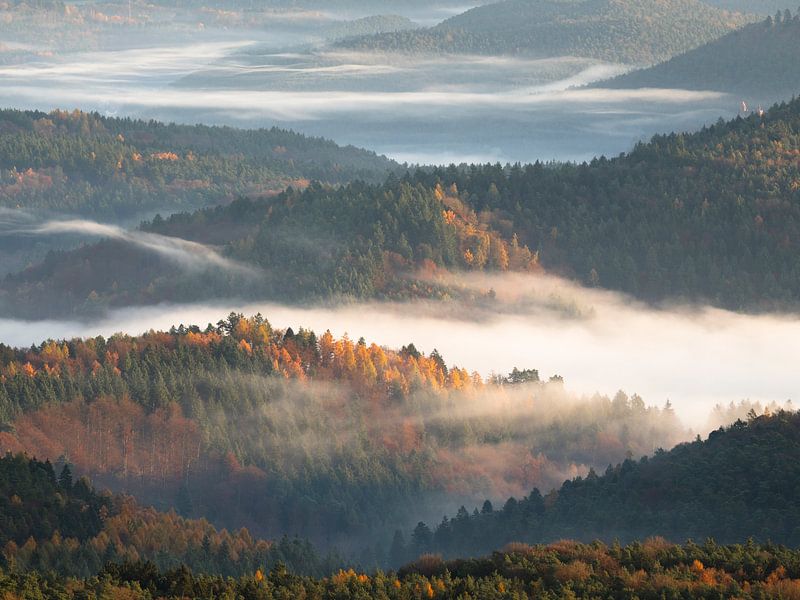 Une atmosphère pittoresque dans la belle forêt du Palatinat par Anselm Ziegler Photography