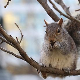 Un écureuil dans un parc de New York sur Charella Hulsbosch