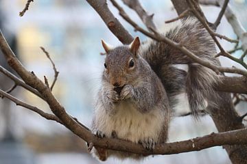Un écureuil dans un parc de New York sur Charella Hulsbosch