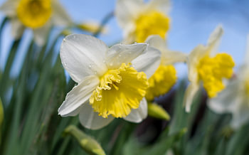 White And Yellow Daffodil Flowers Close Up In Spring Garden