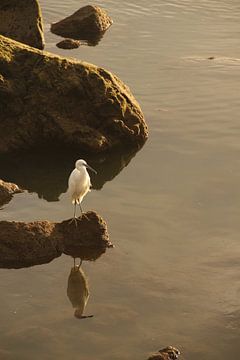 Zilverreiger van Leanne de Blok