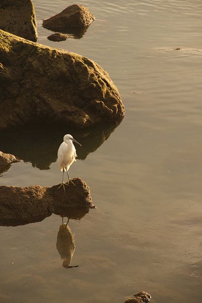 Zilverreiger by Leanne de Blok