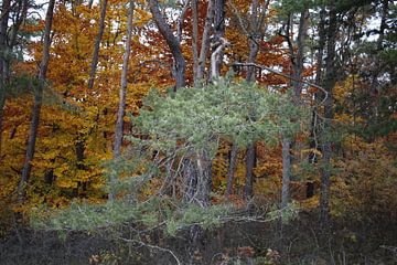 Farbenvielfalt im Wald im Herbst