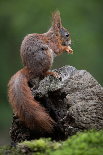 eekhoorn zittend op een boomstronk