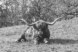 Black and white image of a Scottish Highlander