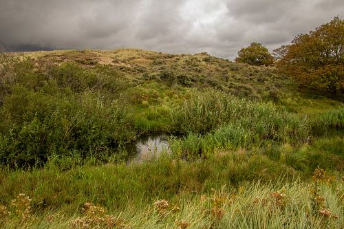 Dreigende regen in de duinen van Kennemerland