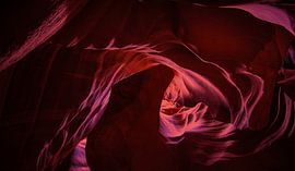 0864 Antelope by Adrien Hendrickx