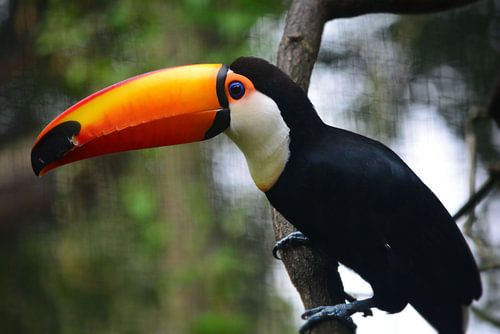Toekan midden en zuidamerika