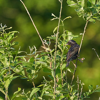 Starling regarde en arrière