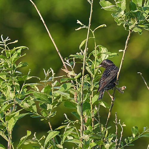 Starling blickt zurück