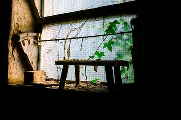 Nature's Window – Plants Reclaim the Decay by InfiniteArtLabs