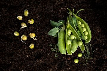 groene erwt wortelplant en peulen op aarde van Olha Rohulya