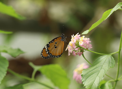 Petit monarque