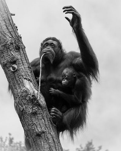 Under mum's safe arm on the move.