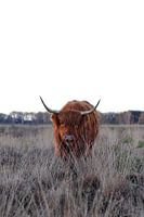 Scottish Highlander on the moors
