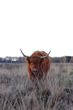 Scottish Highlander on the moors by TOUCH Fotografie