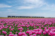 Stoomtrein door bloeiende tulpenvelden - bollenvelden van Moetwil en van Dijk - Fotografie thumbnail