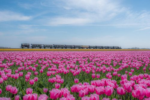 Stoomtrein door bloeiende tulpenvelden - bollenvelden