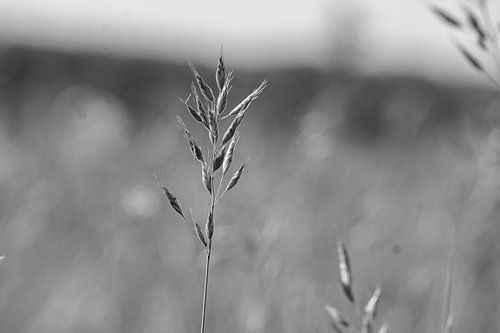 De spriet