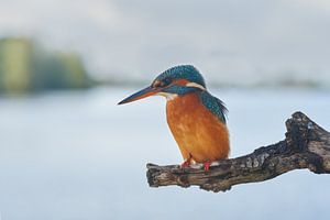 Eisvogel