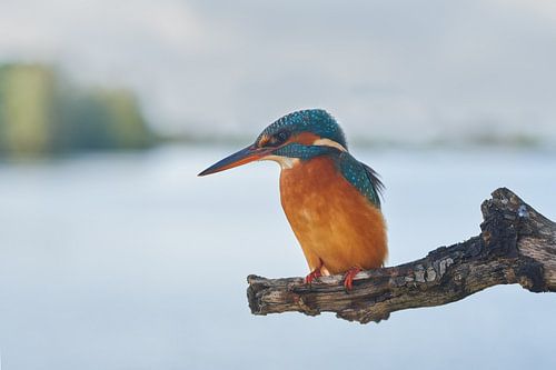 IJsvogel
