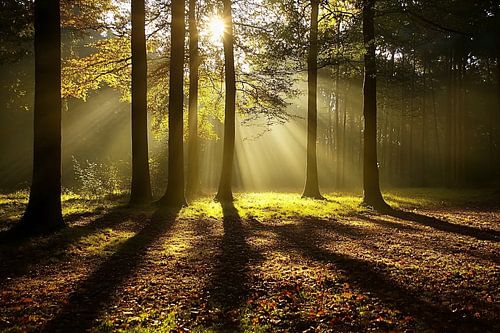 Zonlicht door bomen in bos