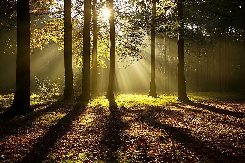 Sunlight through trees in forest by Art & Soul Creations
