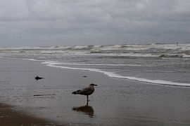 Schatten der Möwe von Ramon Beekelaar