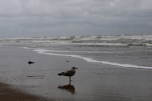 l'ombre de la mouette